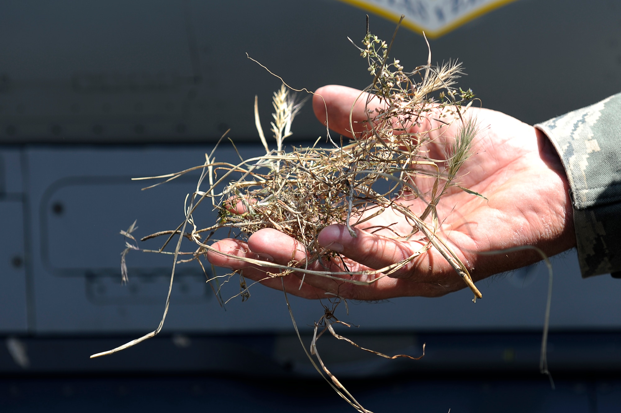 Mr. Todd Grimm, 455th Air Expeditionary Wing, Safety Office, pulls a bird nest out of an F-16, May 18, 2010. He is a wildlife biologist with the U.S. Department of Agriculture, Wildlife Service program, working with the 455th Safety Office to keep wildlife from interfering with flying operations at Bagram Airfield, Afghanistan. Mr. Grimm is from Boise, Idaho. (U.S. Air Force photo by/ Master Sgt. Jeromy K. Cross/released)








