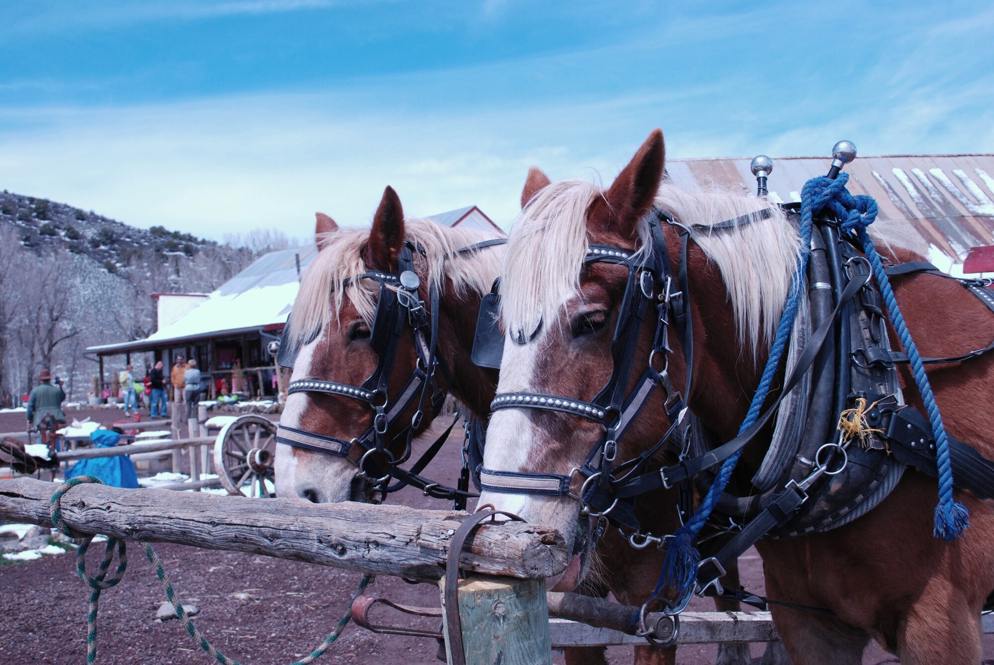 Draught horses relax after pulling children on a hay ride as participants gather for lunch April 24 at 4 Eagle Ranch near Vail, Colo. Members of the Air Force Reserve’s 302nd Airlift Wing participated in the two-day Colorado National Guard Yellow Ribbon Reintegration Program post-deployment event. YRRP was established in 2007 to assist Guard and Reserve members as they return to their daily lives after being deployed to a combat zone. Members and families who have or will deploy are welcome and encouraged to participate in future YRRP events. The 302nd AW's Airman and Family Readiness Center can provide additional information on future programs. (U.S. Air Force photo/Capt. Jody Ritchie)