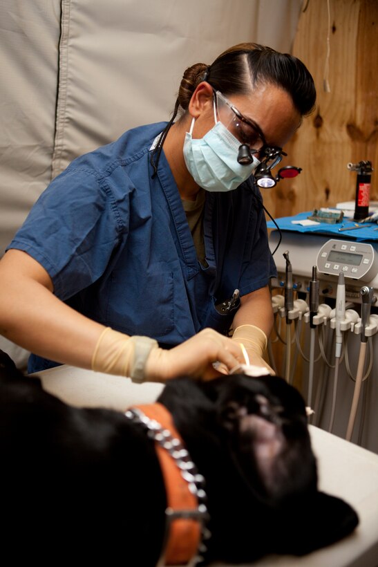 Navy Lt. Sarita Ojha, dentist for 1st Dental Detachment, Charlie Surgical Company, Combat Logistics Regiment 15 (Forward), 1st Marine Logistics Group (Forward), performs dental work on a black lab named ‘Taker’ while being observed by fellow dentists at Camp Leatherneck, Helmand province, Afghanistan, Nov. 1.  Taker, a bomb-sniffing dog with the 3rd Combat Engineer Battalion, 1st Marine Division in support I Marine Expeditionary Force (Forward), was brought in to have a root canal.