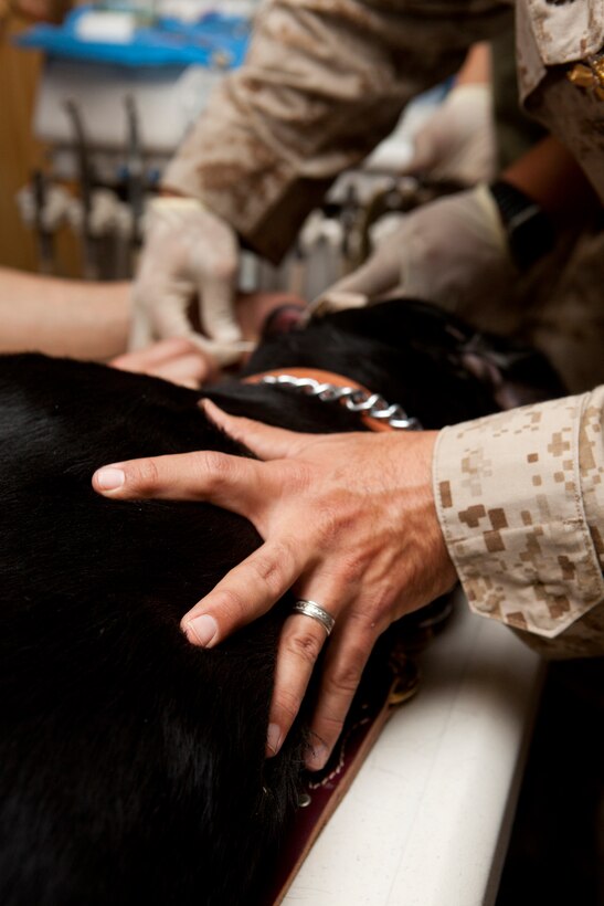 Cmdr. Louis De La Garza, a dentist with 1st Dental Detachment, Charlie Surgical Company, Combat Logistics Regiment 15 (Forward), 1st Marine Logistics Group (Forward), assists in dental work being performed on a black lab named ‘Taker’ at Camp Leatherneck, Helmand province, Afghanistan, Nov. 1.  Taker, a bomb-sniffing dog with the 3rd Combat Engineer Battalion, 1st Marine Division in support of I Marine Expeditionary Force (Forward), was brought in to have a root canal.