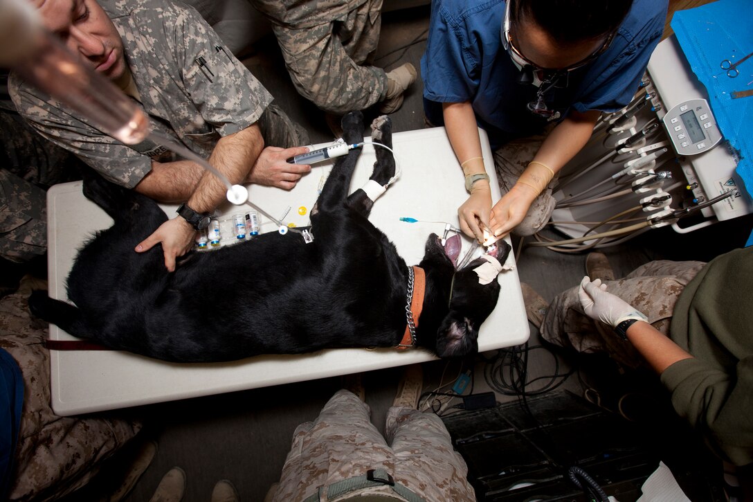 Navy Lt. Sarita Ojha, dentist for 1st Dental Detachment, Charlie Surgical Company, Combat Logistics Regiment 15 (Forward), 1st Marine Logistics Group (Forward), performs dental work on a black lab named ‘Taker’ while being observed by fellow dentists at Camp Leatherneck, Helmand province, Afghanistan, Nov. 1.  Taker, a bomb-sniffing dog with the 3rd Combat Engineer Battalion, 1st Marine Division in support of the I Marine Expeditionary Force (Forward), was brought in to have a root canal.