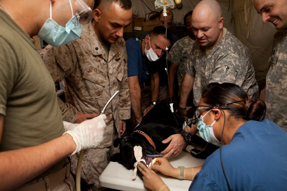 Navy Lt. Sarita Ojha, dentist for Dental Detachment, Charlie Surgical Company, Combat Logistics Regiment 15 (Forward), 1st Marine Logistics Group (Forward), performs dental work on a black lab named ‘Taker’ while being observed by fellow dentists at Camp Leatherneck, Helmand province, Afghanistan, Nov. 1. Taker, a bomb-sniffing dog with the 3rd Combat Engineer Battalion, 1st Marine Division in support of I Marine Expeditionary Force (Forward), was brought in to have a root canal.