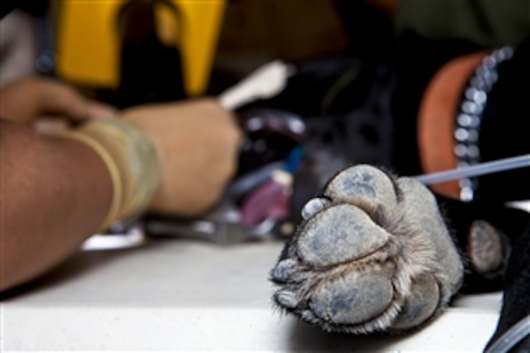 U.S. Navy Lt. Sarita Ojha performs a root canal on Taker, a black lab, on Camp Leatherneck, Afghanistan, Nov. 1, 2010. Taker is a bomb-sniffing dog assigned to the 1st Marine Division's  3rd Combat Engineer Battalion. Ojha is a dentist assigned to the Dental Detachment, Charlie Surgical Company, Combat Logistics Regiment 15, 1st Marine Logistics Group.