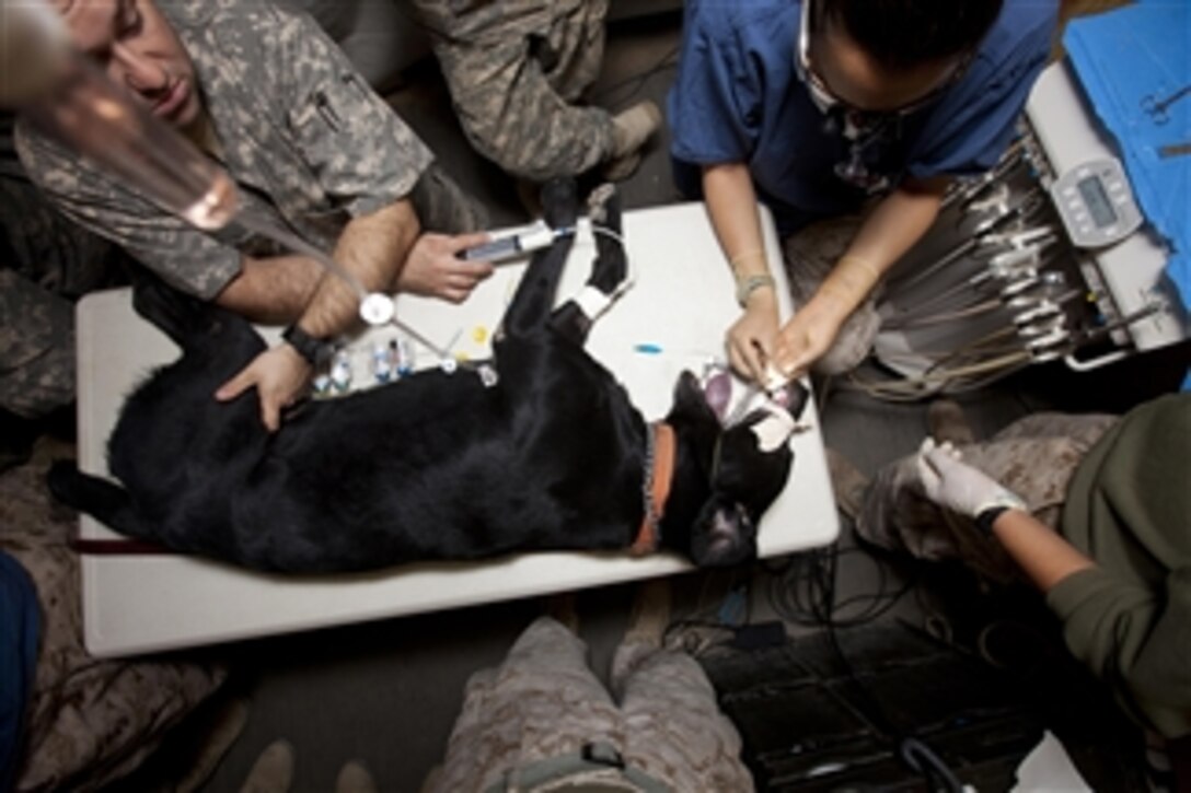 U.S. Navy Lt. Sarita Ojha (right), a dentist with 1st Dental Detachment, Charlie Surgical Company, Combat Logistics Regiment 15 (Forward), 1st Marine Logistics Group (Forward), performs a root canal on a military working dog named Taker at Camp Leatherneck, Helmand province, Afghanistan, on Nov. 1, 2010.  Taker is a bomb sniffing dog with 3rd Combat Engineer Battalion, 1st Marine Division.  