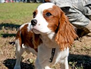 A Cavalier King Charles Spaniel checks out the festivities at the 919th Special Operations Wing “family day” event at Duke Field, Nov. 6.   The Family Day event brought reservists and their families together for food, games and music. (Air Force photo/Tech. Sgt. Samuel King Jr.)