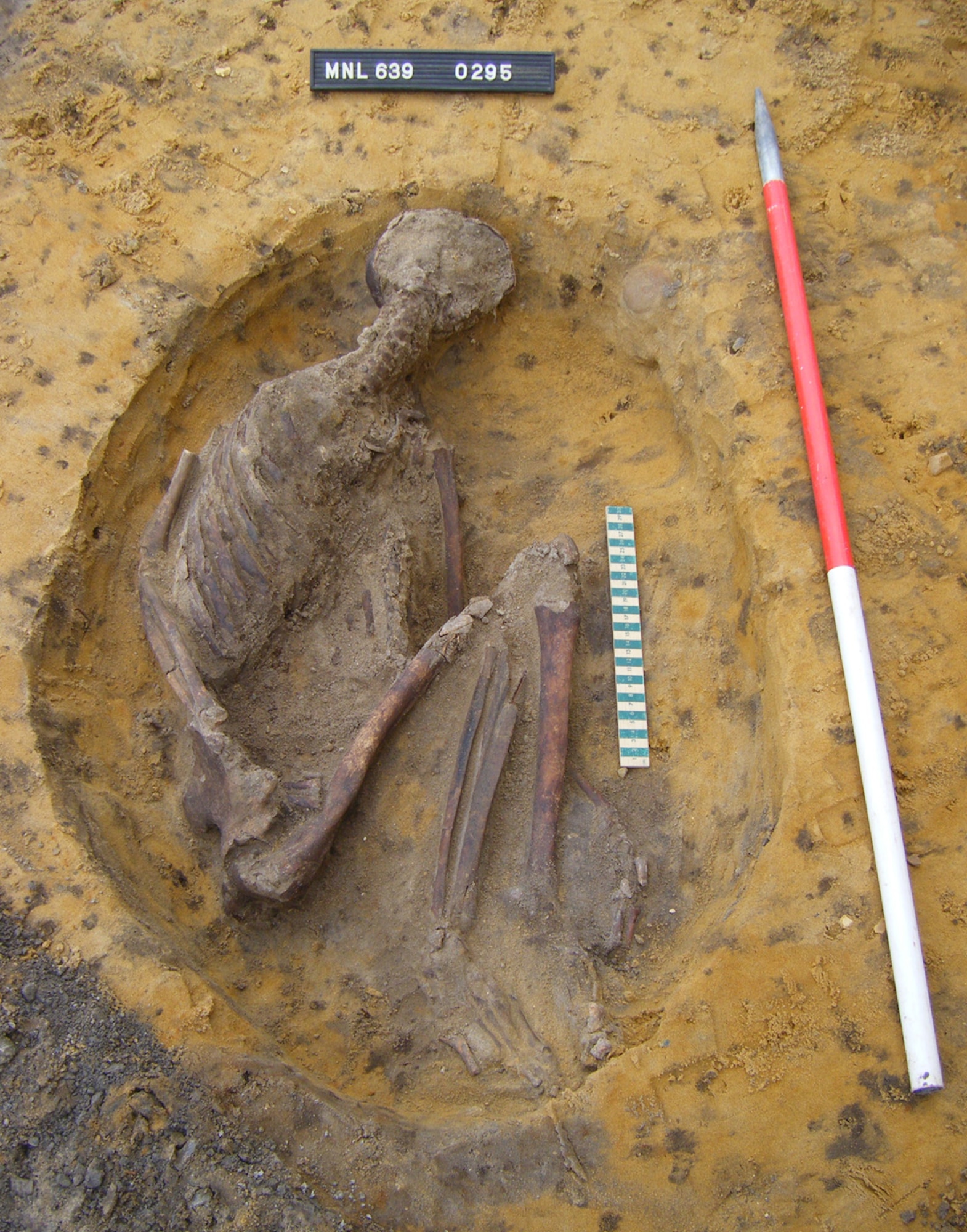 RAF MILDENHALL, England -- This is one of four skeletons found in the Washington Square area here Oct. 25, 2010. Two were found in the crouch position as shown here. The skeletons are thought to be from the Iron Age, with one possibly from Roman times. (Courtesy photo/Suffolk County Council Archaeological Service)