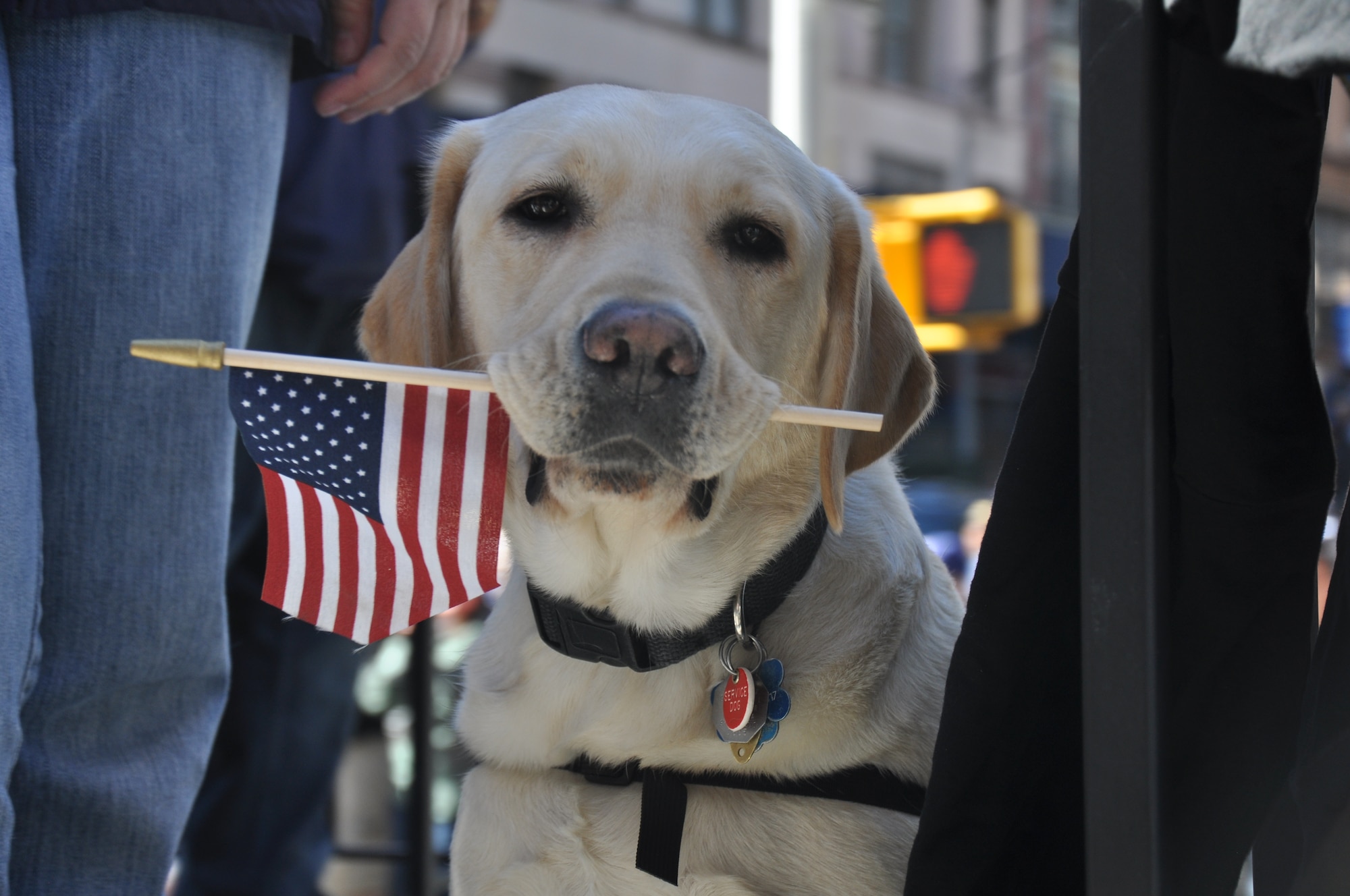 Servicemembers of all kinds participated in the annual New York City Veterans Day Parade Nov 12. The parade included all branches of the United States military as well as veterans from every conflict dating back to WWII. (U.S. Air Force Photo/1Lt Joe Simms)
