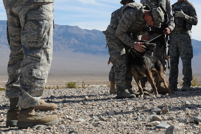 NEVEDA TEST AND TRAINING RANGE -- Military working dog "Bico" gets some encouragement from a dog handler before starting a training exercise Oct. 29. The training exercise is part of a new Nellis Air Force Base program created to condense the current 80 day training curriculum for handlers and military working dogs. (U.S. Air Force photo by Airman 1st Class Daniel Hughes/Released)


