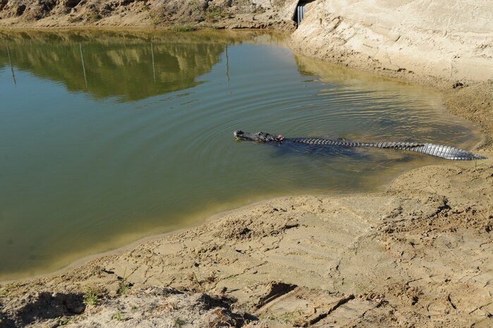 Charlie the alligator swims in his temporary home Nov. 17, 2010, on Joint Base Charleston-Weapons Station, S.C. Charlie is being temporarily moved from his home for pond cleaning, overflow structure improvements and increased pond depth of eight feet. There will also be two dens built in the pond so Charlie and the other alligators can hibernate.(U.S. Air Force photo/James M. Bowman)