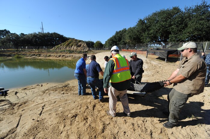 Volunteers help move Charlie the alligator from his home to a temporary pond Nov. 17, 2010, Joint Base Charleston-Weapons Station, S.C. Charlie is being temporarily moved from his home for pond cleaning, overflow structure improvements and increased pond depth of eight feet. There will also be two dens built in the pond so Charlie and the other alligators can hibernate.(U.S. Air Force photo/James M. Bowman)
