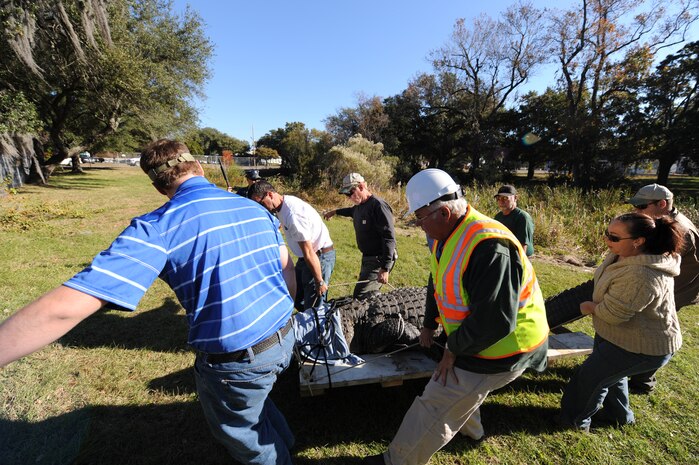 Volunteers help move Charlie the alligator from his home Nov. 17, 2010, on Joint Base Charleston-Weapons Station, S.C. Charlie is being temporarily moved from his home for pond cleaning, overflow structure improvements and increased pond depth of eight feet. There will also be two dens built in the pond so Charlie and the other alligators can hibernate. (U.S. Air Force photo/James M. Bowman)