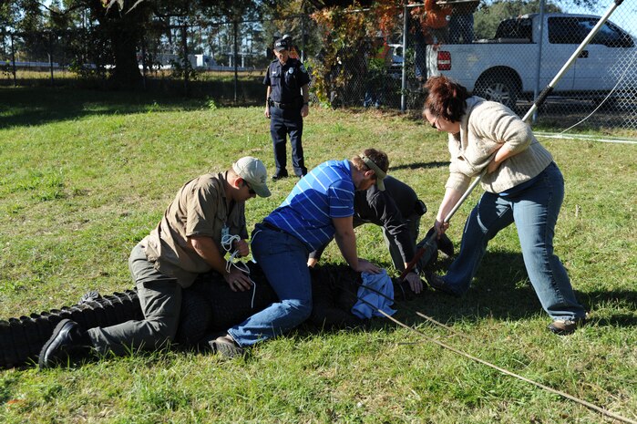 Employees from Gator Getters Consultants subdue Charlie the alligator Nov. 17, 2010, Joint Base Charleston-Weapons Station, S.C. Charlie is being temporarily moved from his home for pond cleaning, overflow structure improvements and increased pond depth of eight feet. There will also be two dens built in the pond area so Charlie and the other alligators can hibernate. Gator Getters Consultants has more than 20 years of experience moving alligators. (U.S. Air Force photo/James M. Bowman)