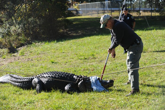 Ron Russell blindfolds and subdues Charlie the alligator Nov. 17, 2010, on Joint Base Charleston-Weapons Station, S.C. Charlie is being temporarily moved from his home for pond cleaning, overflow structure improvements and increased pond depth of eight feet. There will also be two dens built in the pond so Charlie and the other alligators can hibernate. Mr. Russell is the owner of Gator Getters Consultants and has more than 20 years of experience moving alligators.(U.S. Air Force photo/James M. Bowman)