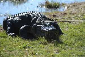 Charlie the alligator stands his ground as employees from Gator Getters Consultants attempt to move him from his home Nov. 17, 2010, Joint Base Charleston-Weapons Station S.C. Charlie is being temporarily moved for pond cleaning, overflow structure improvements and increased pond depth of eight feet. There will also be two dens built in the pond so Charlie and the other alligators can hibernate. (U.S. Air Force photo/James M. Bowman)