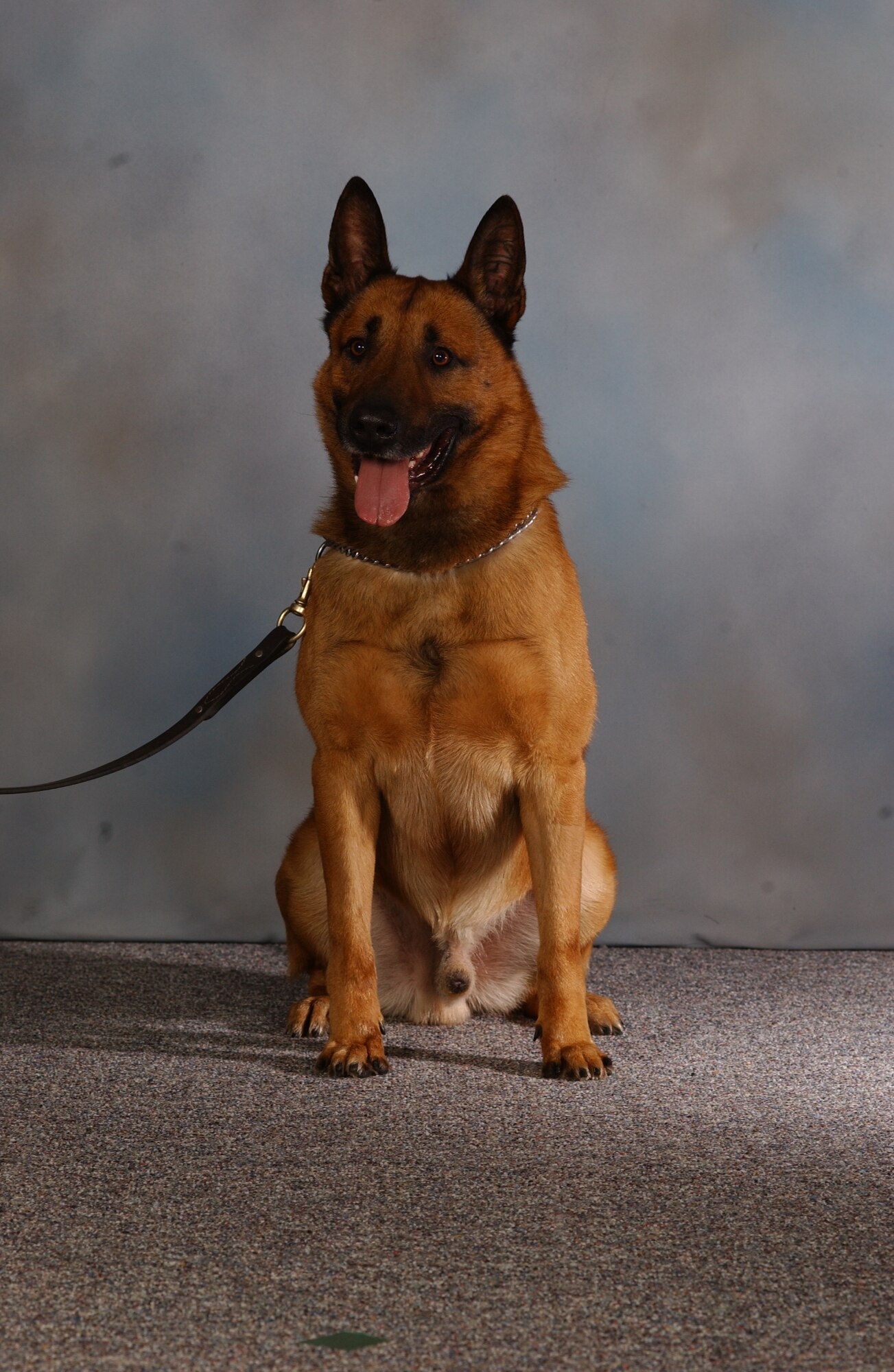 86th Securty Forces Squadron K-9 unit lost one of their own on Nov. 18 due to a deteriorating health condition after six and a half years service to Ramstein's K-9 unit. Military Working Dog Boyke/F460 served seven temporary duty assignments during his time at Ramstein. (Courtesy photo)