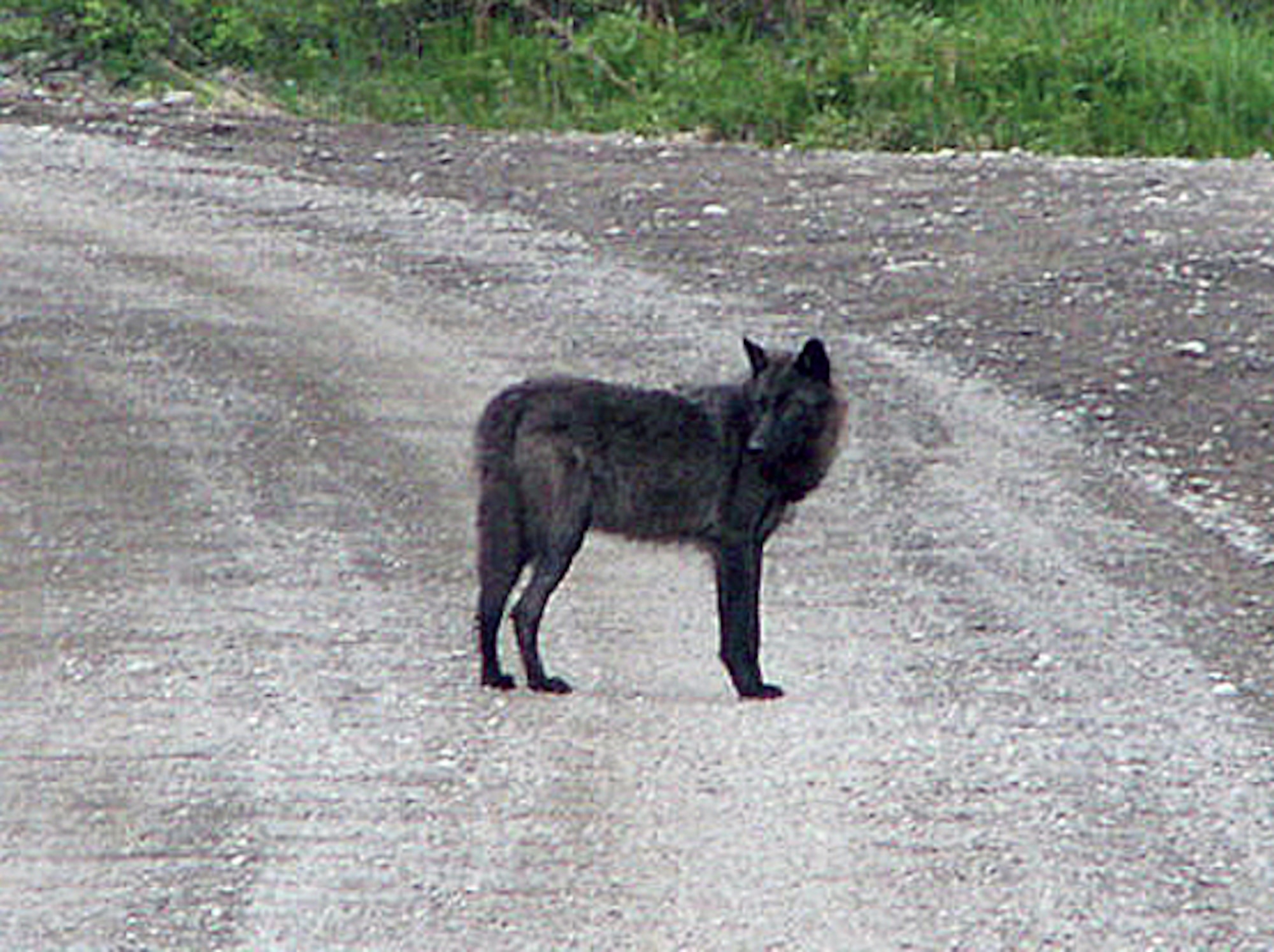 A wolf on Joint Base Elmendorf-Richardson. (Courtesy photo)