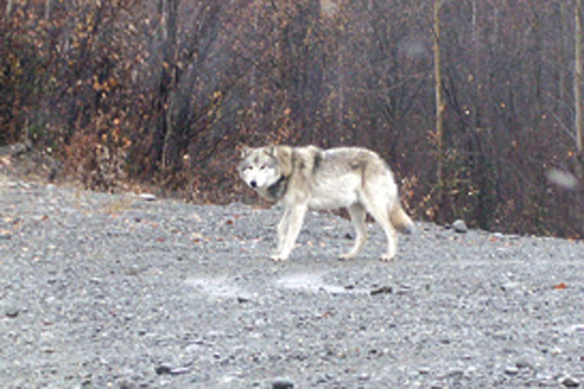 A wolf on Joint Base Elmendorf-Richardson. (Courtesy photo)