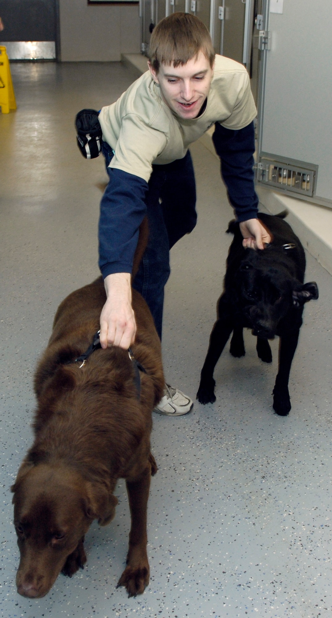 Daryl Kennedy, animal care taker, is taken for a walk by Raven, Black Lab, and Cocoa, Chocolate Lab,  Nov. 15, 2010 at the Tank Trails Dog and Cat Kennel. Mr. Kennedy is transferring the dogs to another kennel, so he can clean the one they were occupying. The facility is open Mon.-Fri.  from 9 a.m. - 4 p.m. They are closed on holidays. Dogs are taken out at least twice a day for walks. (U.S. Air Force photo/ Airman 1st Class Natasha E. Stannard)