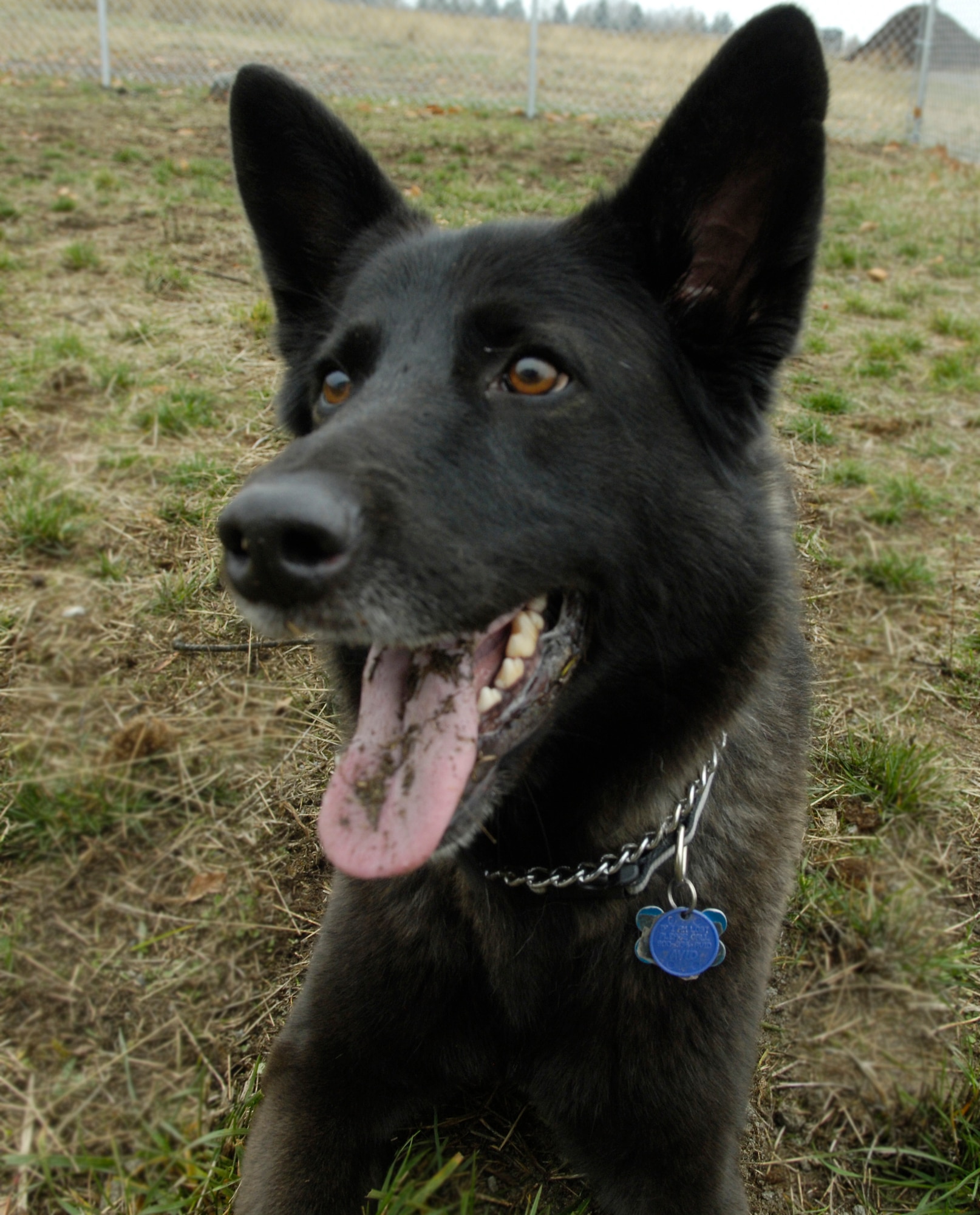 Atlas takes a breather during his play time Nov. 15, 2010 at Tanker Tails Dog and Cat Kennel here. Dogs are taken out at least twice a day to the play kennel and to go on walks.He is staying in an indoor/ outdoor kennel. The facility is open Mon.-Fri. from 9 a.m. - 4 p.m. They are closed on holidays. The facility can house up to 16 dogs four of which must be smaller dogs. The facility can also house 12 cats (U.S. Air Force photo/ Airman 1st Class Natasha E. Stannard)