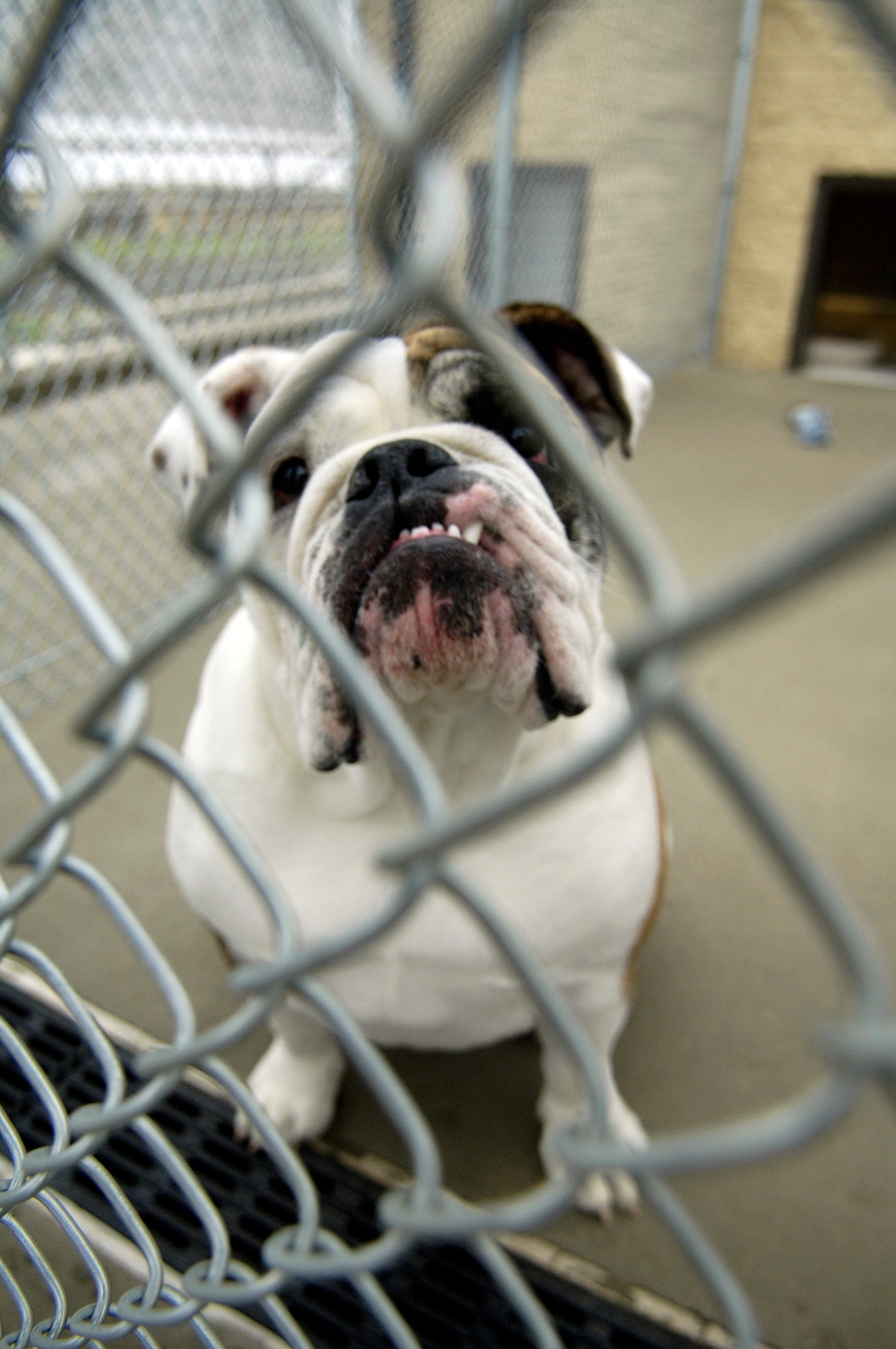 Gambit, English bulldog, is staying at Tanker Tails kennel for two weeks while his owner works out of the area. He is staying in an indoor/ outdoor kennel. The facility is open Mon.-Fri.  from 9 a.m. - 4 p.m. They are closed on holidays. Dogs are walked at least twice a day and given treats regularly. (U.S. Air Force photo/ Airman 1st Class Natasha E. Stannard)