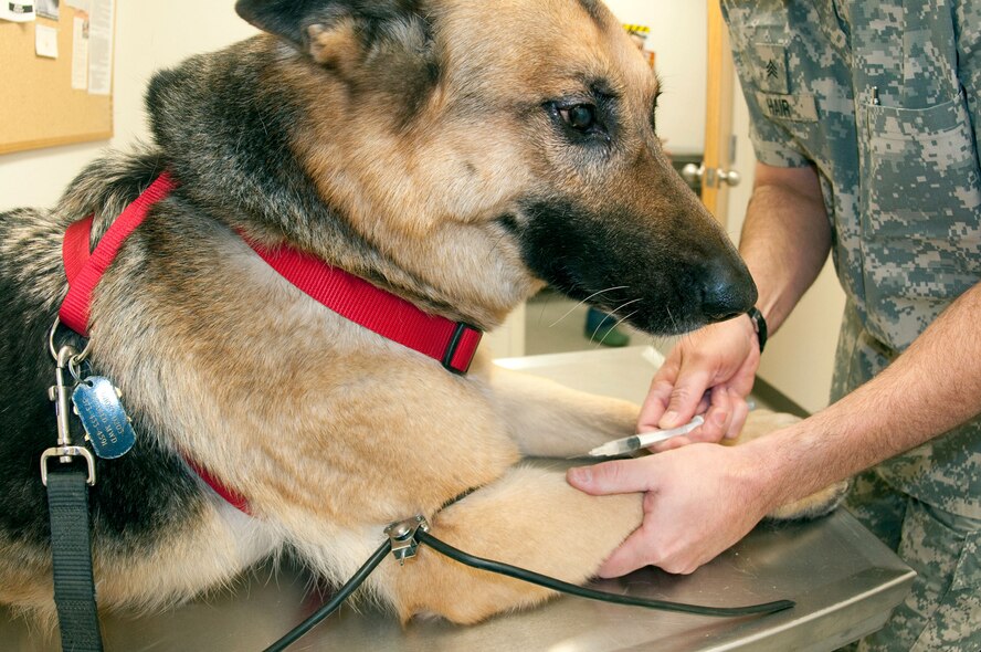Army Sgt. Timothy Hair, U.S. Army veterinary treatment facility, prepares to give his dog Ghost, a retired military working dog, a shot at the veterinary treatment facility in building 288 here. (U.S. Air Force photo by Lauren Redwine)