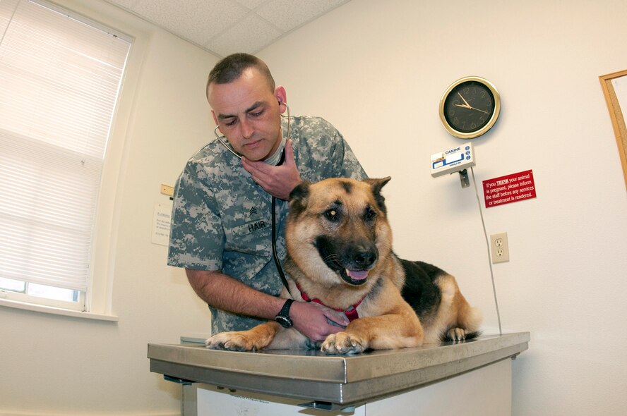 Army Sgt. Timothy Hair, U.S. Army veterinary treatment facility, checks the heart rate of his dog Ghost, a retired military working dog, at the veterinary treatment facility in building 288 here. (U.S. Air Force photo by Lauren Redwine)