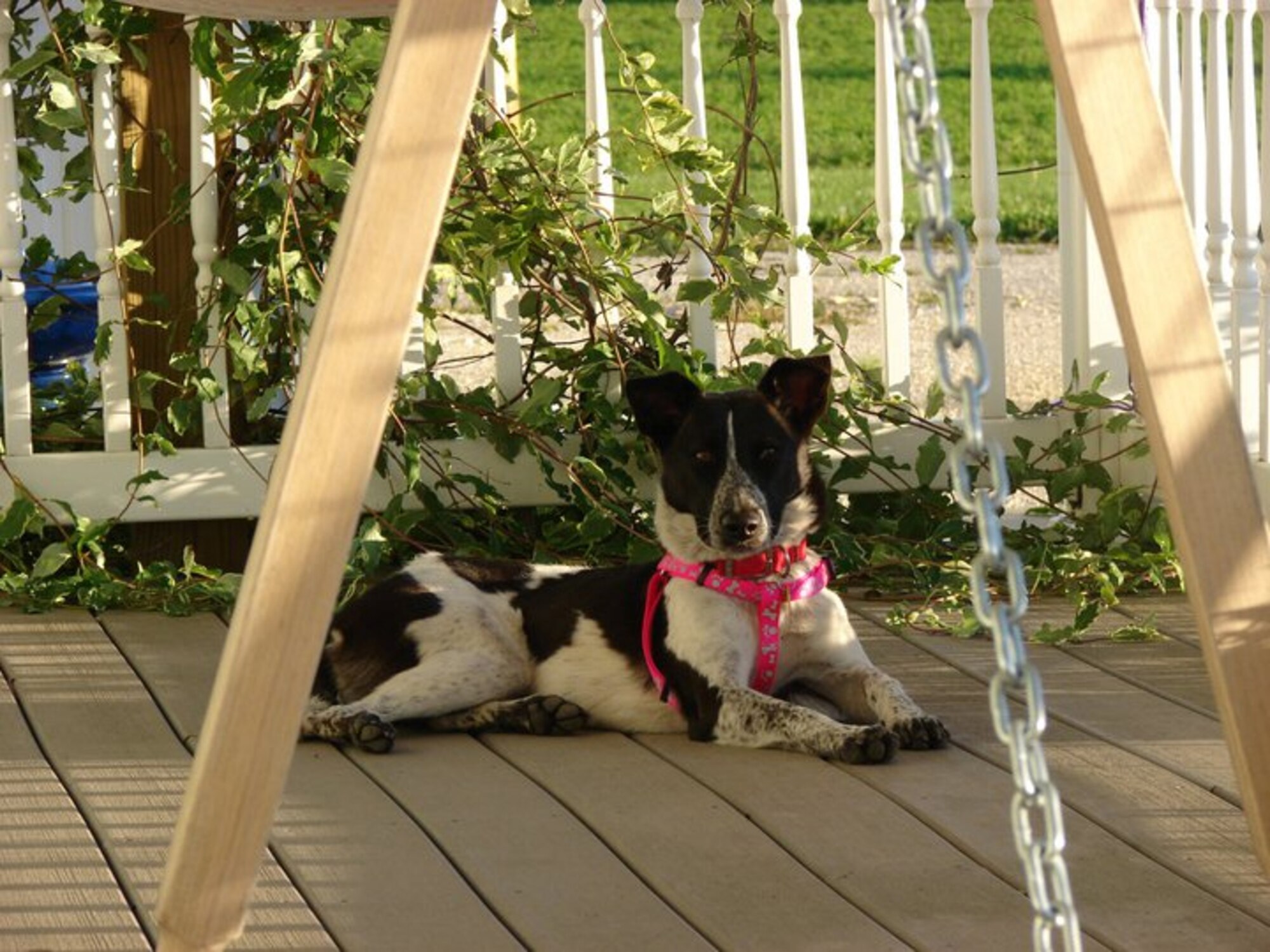 Sophie enjoys the fresh air from the porch at her new home in Eyota, Minn.  Sophie, originally from Kuwait, was rescued by depolyed Airmen of the Duluth, Minn. based 148th Fighter Wing of the Minnesota Air National Guard.  (Photo by Staff Sgt. Wayne Jenderny, 148th Fighter Wing, Duluth, Minn.).