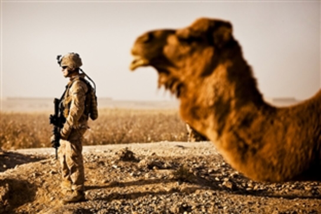 With a camel in the foreground, U.S. Marine Corps Lance Cpl. Steven Finlayson pauses before returning to Forward Operating Base Geronimo after providing security in Nawa, Afghanistan, Nov. 17, 2010. Finlayson and his squad provided security while Afghan and U.S. soldiers gave out supplies as a goodwill gesture during the Muslim holiday of Id al-Adha, the Feast of Sacrifice. Finlayson is a team leader assigned to Headquarters Company, 3rd Battalion, 3rd Marine Regiment.