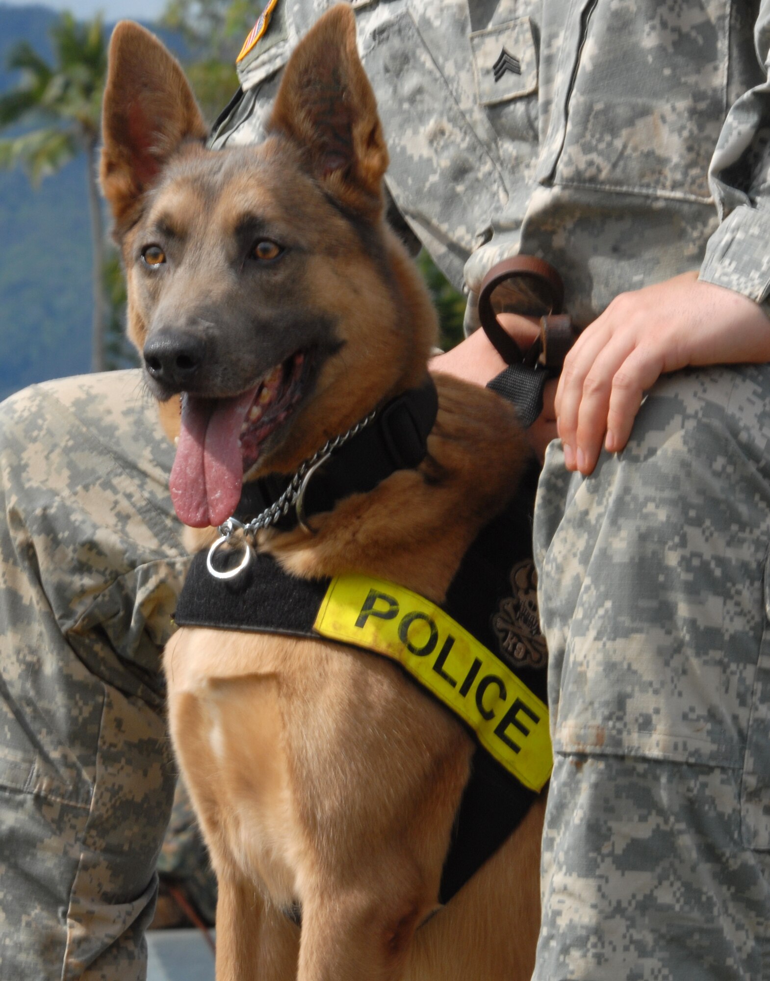 Thirty-nine handlers from the U.S. Army, Navy, Marine Corps, and Air Force, as well as the Honolulu Police Department, Japan, Alaska, Ft. Huachuca, and Ft. Leonard Wood brought their K-9s to the 2010 Hawaiian Islands Working Dog Competition Nov. 15 to 19 at Schofield Barracks, Hawaii. The competition served to both reward the dog teams for their hard work throughout the year and bring different services together. (U.S. Air Force photo/Staff Sgt. Carolyn Viss)