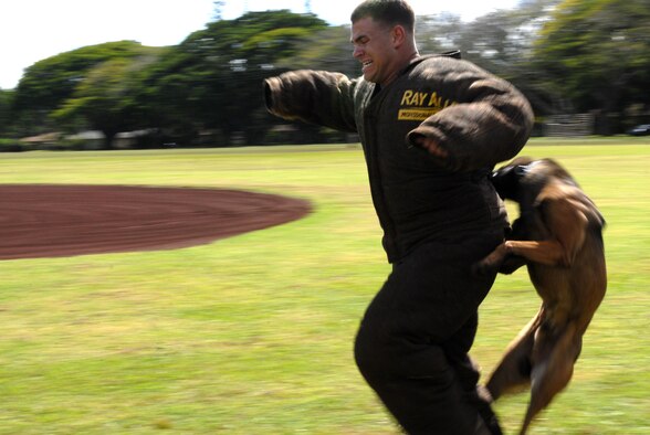Jimmy," a Belgian Malinois assigned to the 647th Security Forces Squadron at Joint Base Pearl Harbor-Hickam, attacks a decoy during the 2010 Hawaiian Islands Working Dog Competition at Schofield Barracks, Hawaii, Nov. 19. "Jimmy" and his handler, U.S. Air Force Staff Sgt. Ricky Renfroe, won the handler protection/aggression and hardest-hitting dog competitions during the week-long event, which served to both reward the dog teams for their hard work throughout the year and bring different services together. (U.S. Air Force photo/Staff Sgt. Carolyn Viss) 

