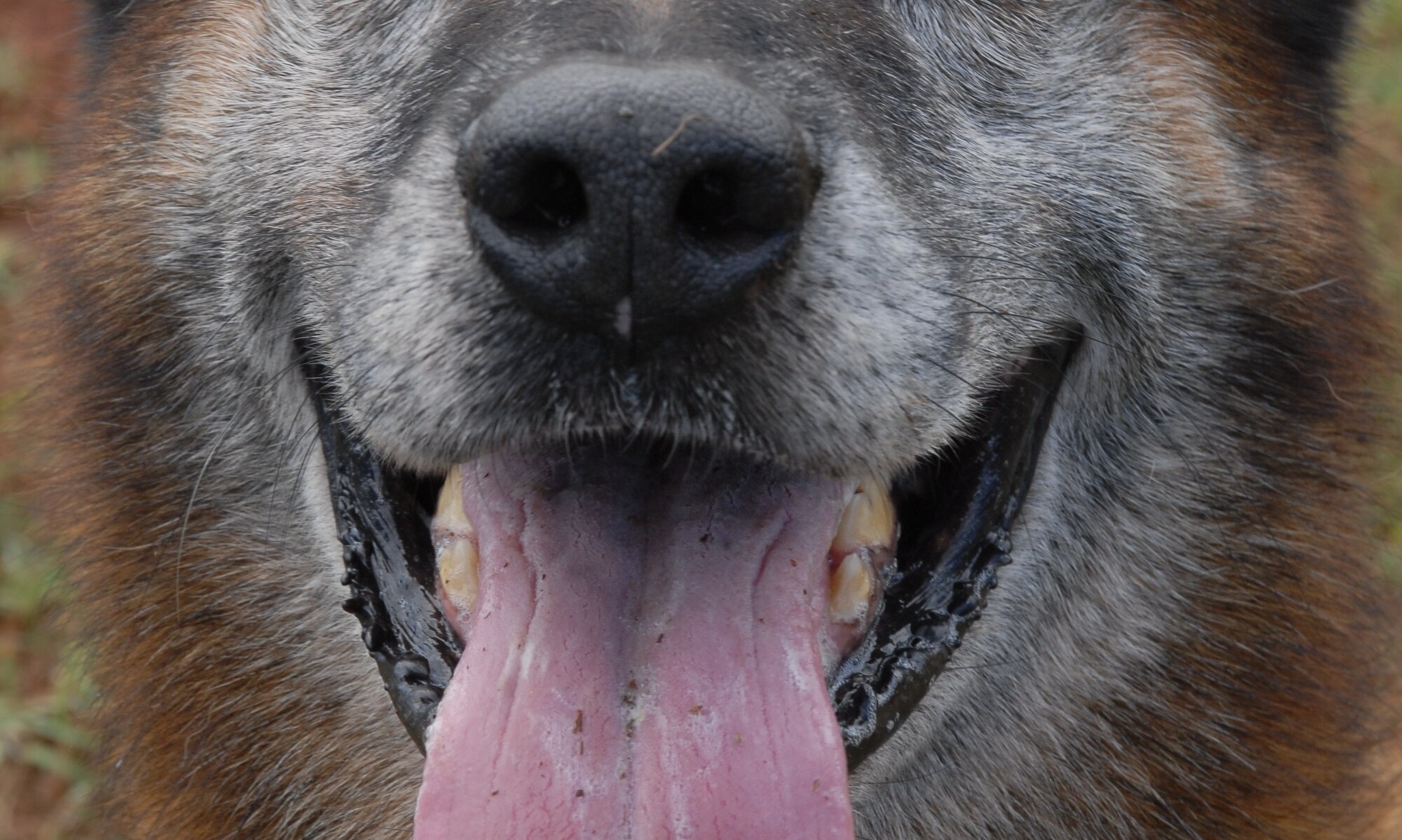 Thirty-nine handlers from the U.S. Army, Navy, Marine Corps, and Air Force, as well as the Honolulu Police Department, Japan, Alaska, Ft. Huachuca, and Ft. Leonard Wood participated in the 2010 Hawaiian Islands Working Dog Competition at Schofield Barracks, Hawaii, Nov. 15 to 19.  (U.S. Air Force photo/Staff Sgt. Carolyn Viss)