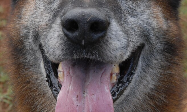 Joint-service judges assess the results of the obedience course during the 2010 Hawaiian Islands Working Dog Competition at Schofield Barracks, Hawaii, Nov. 19. Thirty-nine handlers from the U.S. Army, U.S. Navy, U.S. Marine Corps, U.S. Air Force and Honolulu Police Department, as well as from Japan and Alaska, brought their K-9s through a series of events last week that served to both reward the dog teams for their hard work throughout the year and bring different services together. (U.S. Air Force photo/Staff Sgt. Carolyn Viss) 

