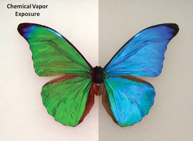Butterfly Biology Inspires New Sensing Capability > WrightPatterson