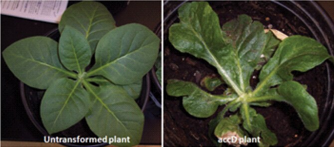 The untransformed plant (Nicotiana tabacum) (left) shows no morphological changes.  The transgenic plant expressing the tobacco plastid accD gene (right) exhibits a waxy texture and changes in leaf morphology and color.  Lipid content was higher in accD transgenic plants than in untransformed plants. (AFRL image)
