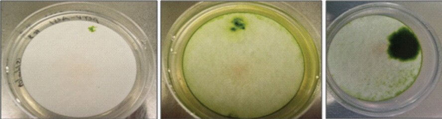 Sequenced left to right, transgenic algae clones modified with an oil-enhancing gene 
grow green after 14 days in antibiotic selection.  The antibiotic spectinomycin affects the chloroplast ribosomes of untransformed algae but not those of transgenic algae. (AFRL image)
