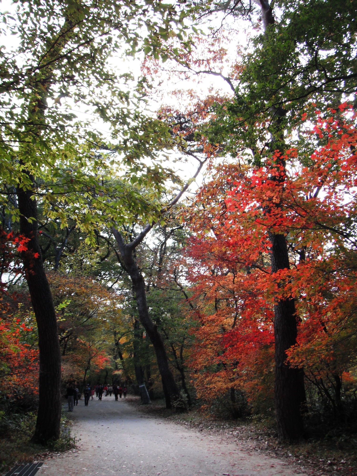 Path to Beopjusa temple in Songnisan National Park, Republic of Korea. (U.S. Air Force photo/Staff Sgt. Eric Burks)