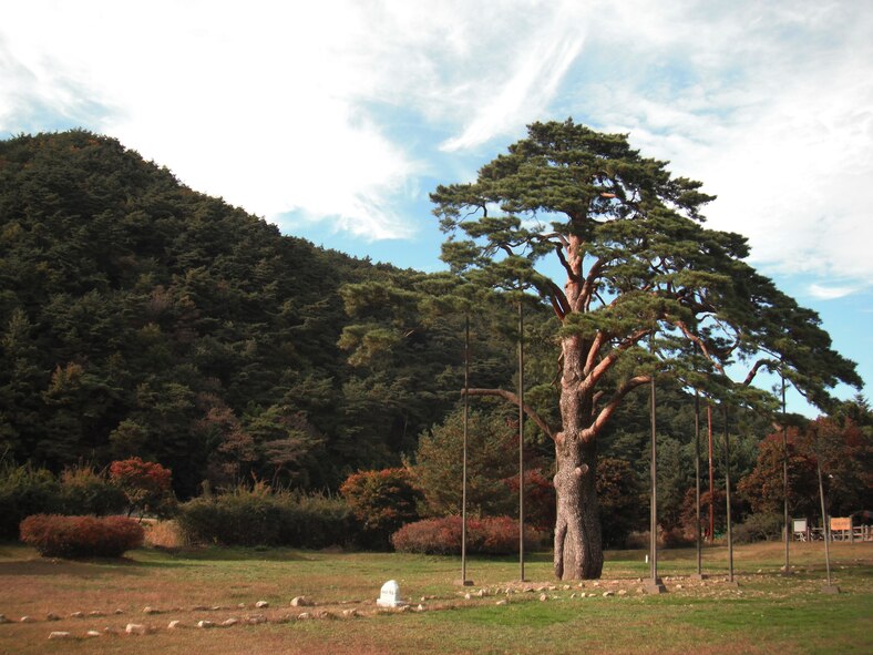 'Jeongipumsong,' a very old pine tree, stands at the main entrance to Songnisan National Park, Republic of Korea. (U.S. Air Force photo/Staff Sgt. Eric Burks)