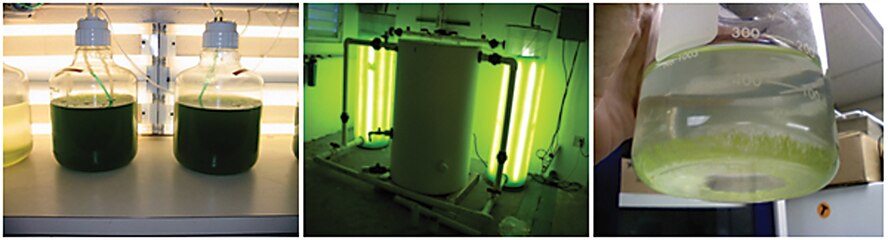 A diverse effort involving lab funding and University of Puerto Rico-Mayagez research is exploring algae dewatering and oil-extraction efficiency 
to enhance the feasibility of jet fuels derived from this renewable feedstock. (AFRL Image)