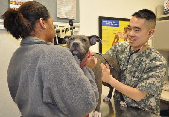 Captain Reid Katagihara, the Joint Base Elmendorf-Richardson veterinarian, gives an exam to Staff Sgt. Keyia Evans’ four month-old American Pitt Bull Terrier, Diamond at the Veterinary Treatment Facility Monday.  Pets are an important member of the family and they have special safety needs during the holiday season.  (Photo by Capt. Ashley Norris)