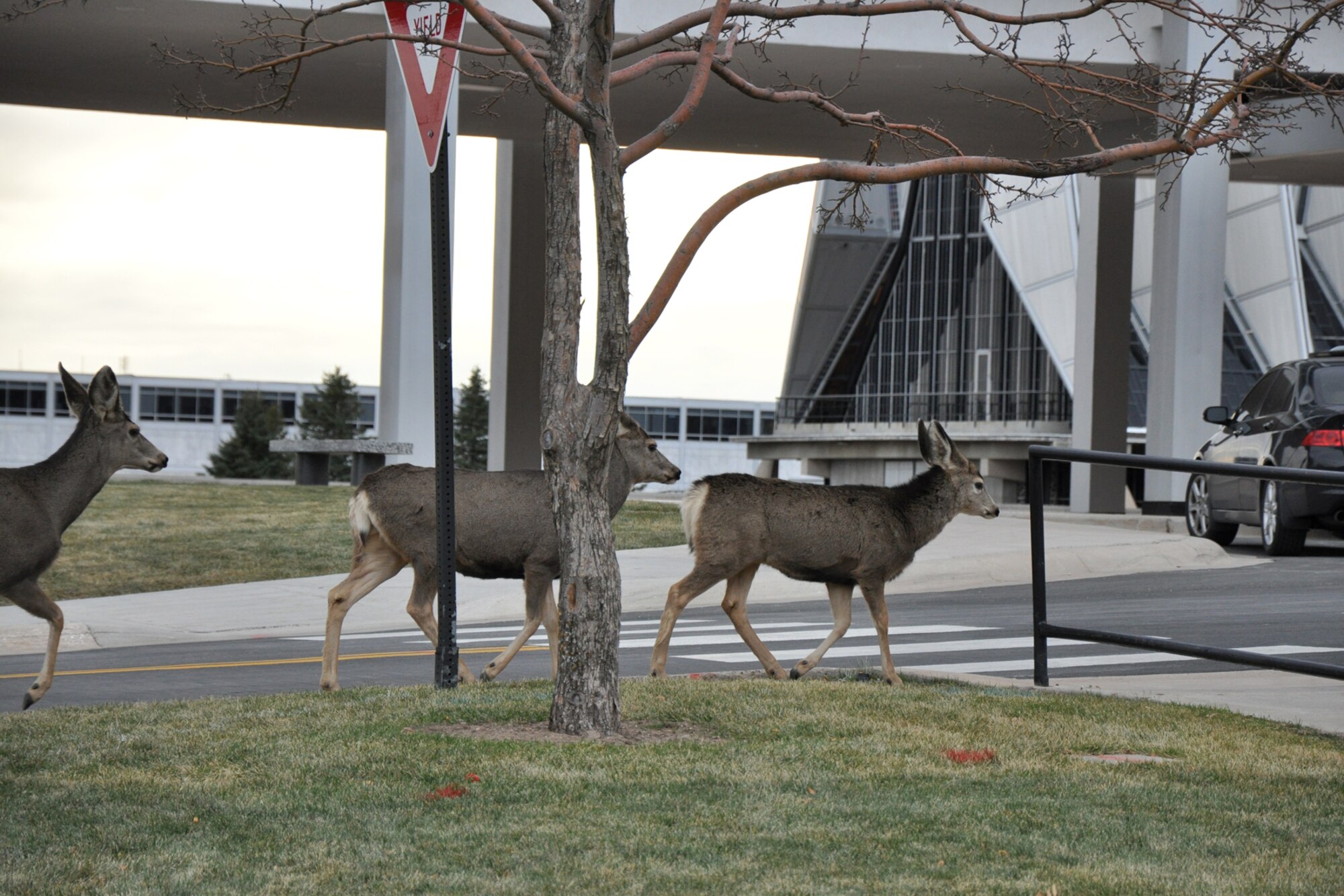 A small group of deer make their way across a parking lot near the Cadet Chapel to the safety of a wooded area at the US Air Force Academy, Colorado Springs, Colo., Nov. 19, 2010. USAFA is the youngest of the five United States service academies, graduating its first class in 1959. The campus covers more than 18,000 acres on the east side of the Rampart Range of the Rocky Mountains. The Cadet Chapel, with its accordion-like design, is acknowledged as an iconic symbol of the academy campus. For more information about tours of the U.S. Air Force Academy, call the Visitors Center at 719-333-2025 or email pa.comrel@usafa.af.mil. (Courtesy photo/Jeff Walston)  