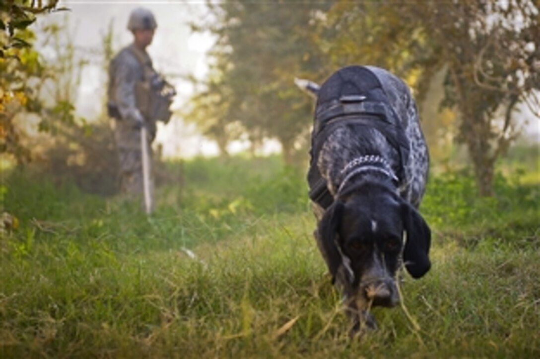 U.S. Army Spc. David Walls watches Sergeant Homer, a mine detection dog, as he performs a mine-proofing sweep at the Russian Grain Silo Combat Outpost, Kandahar, Afghanistan, Nov. 17, 2010. The outpost is the intended site of a 10-megawatt power plant that will provide electricity to the western side of Kandahar. Walls and Homer are deployed to Kandahar Airfield, Afghanistan. Walls, a mine detection dog handler, is assigned to the 49th Engineer Detachment.