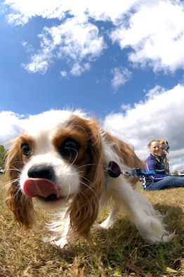 WHITEMAN AIR FORCE BASE, Mo. - Tucker, a Cavalier King Charles Spaniel, gets up close and personal with the camera Oct. 2 during the 2010 Whiteman Bark in the Park. Owned by Samantha Underwood, Tucker won first place in the longest hair contest. The annual event was hosted by the Whiteman Community Activities Center and Vet Clinic and is part of the Air Force Global Strike Command values for Airmen moral and welfare. (U.S. Air Force photo/Senior Airman Jason Barebo)