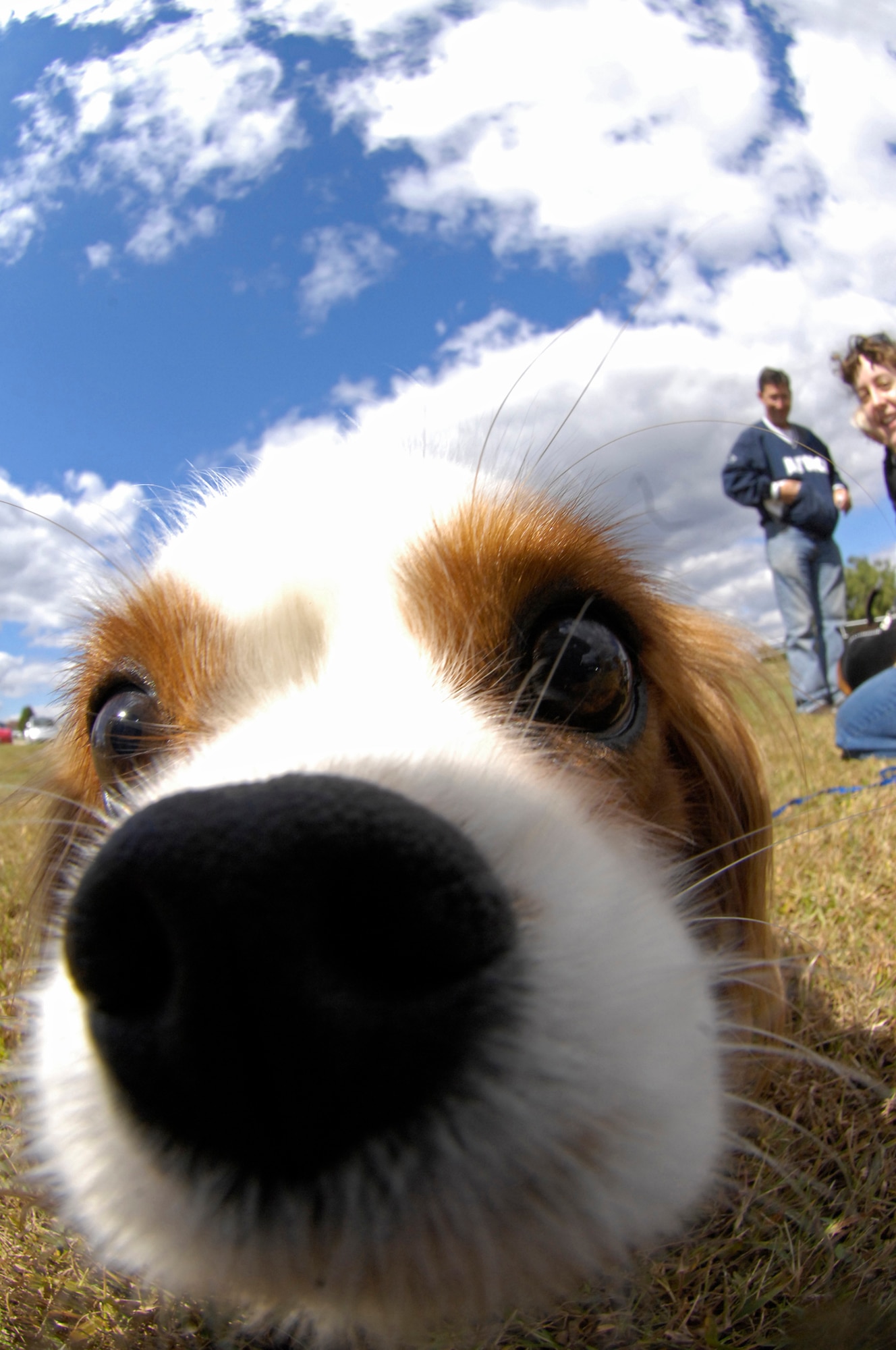 WHITEMAN AIR FORCE BASE, Mo. - Tucker, a Cavalier King Charles Spaniel, gets up close and personal with the camera Oct. 2 during the 2010 Whiteman Bark in the Park. Owned by Samantha Underwood (far right), Tucker won first place in the longest hair contest. The annual event was hosted by the Whiteman Community Activities Center and Vet Clinic and is part of the Air Force Global Strike Command values for Airmen moral and welfare. (U.S. Air Force photo/Senior Airman Jason Barebo)