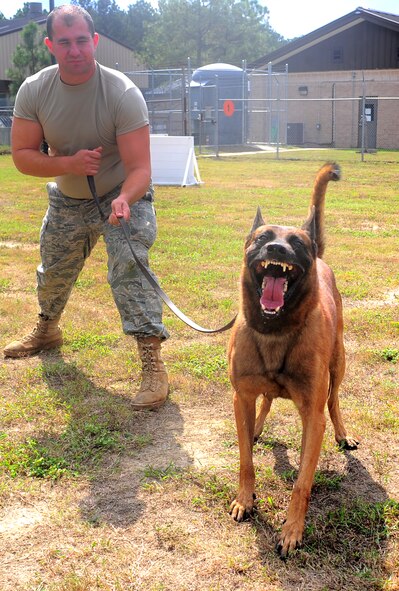 1004-F-8454M-068  SHAW AIR FORCE BASE S.C? Tech Sgt. Christopher LeBlanc, 20th Security Forces Squadron dog handler, prepares to release his  military working dog, Zorba, to subdue a threat during a training session,  Oct. 4, 2010. Military working dogs are trained to handle many situations such as detecting contraband and subduing suspects. (U.S. Air Force Photo/Senior Airman David Minor)