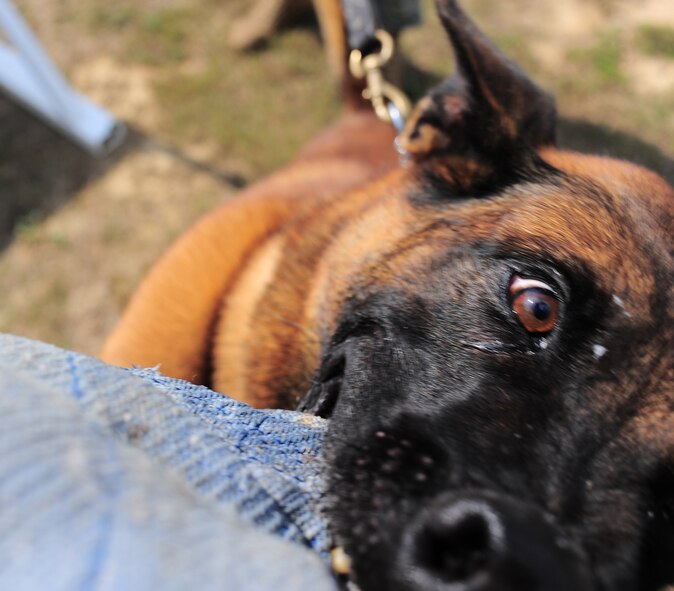 101004-F-8454M-022 SHAW AIR FORCE BASE S.C?Zorba, a 20th Security Forces Squadron military working dog, latches on to a bite suit during a training session, Oct. 4, 2010. Military working dogs are trained to handle many situations such as detecting contraband and subduing suspects. (U.S. Air Force Photo/Senior Airman David Minor)