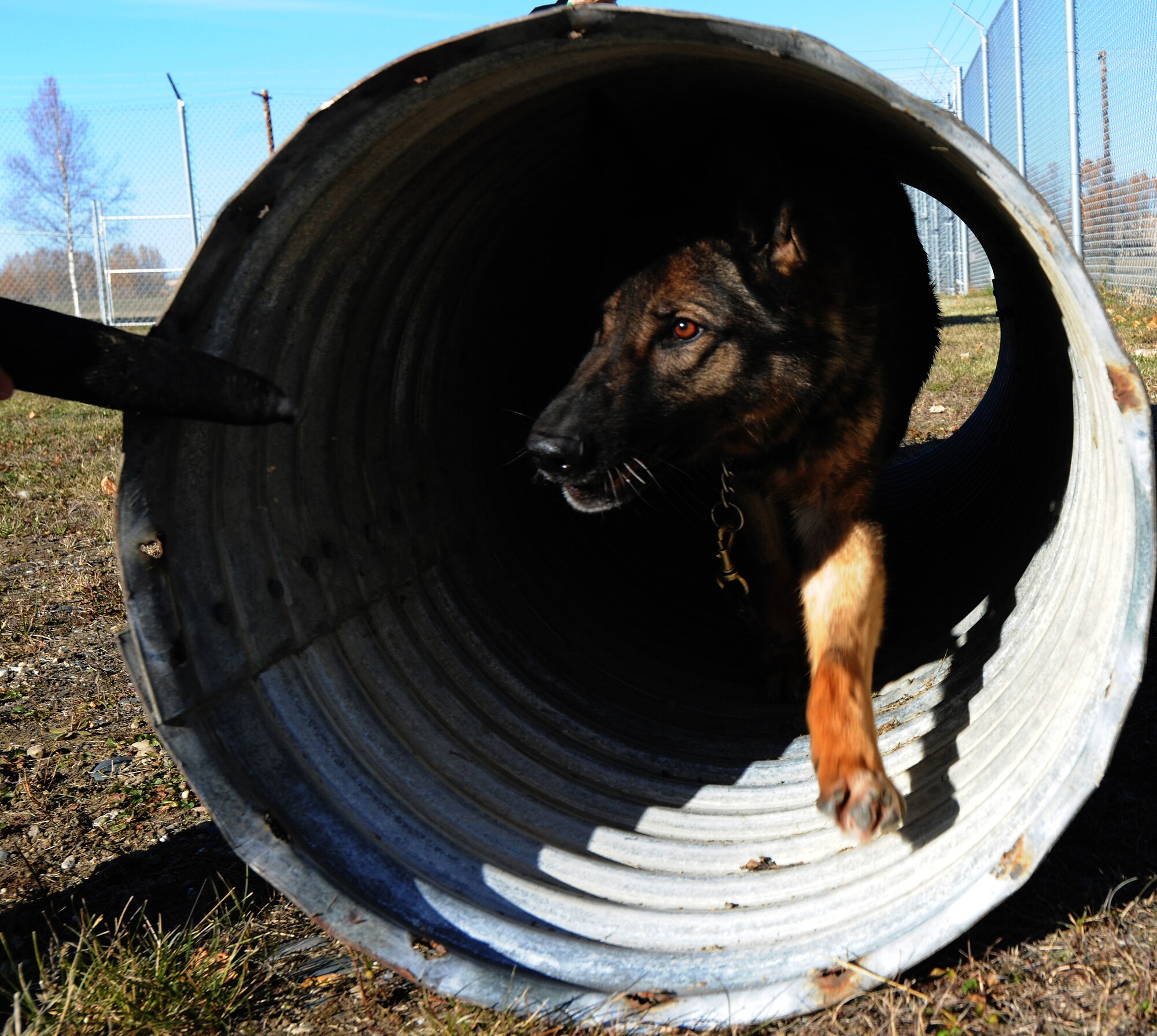 A military working dog exits the tunnel Sept. 28, 2010, Eielson Air Force Base, Alaska. The tunnel is part of an obedience course to test the dog. Frequent training and practice from their handler is what makes these military working dogs a truly elite unit. (Courtesy photo/Jeremy Wussow)