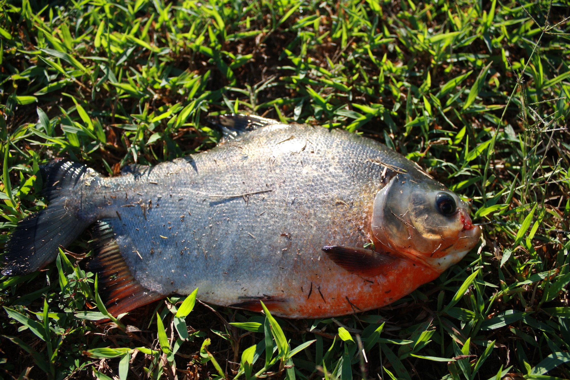 A Pacu caught from the base lake by Donny Cook Sept. 15. Pacu are a fresh water fish from South America related to the Piranha. (Courtesy photo)