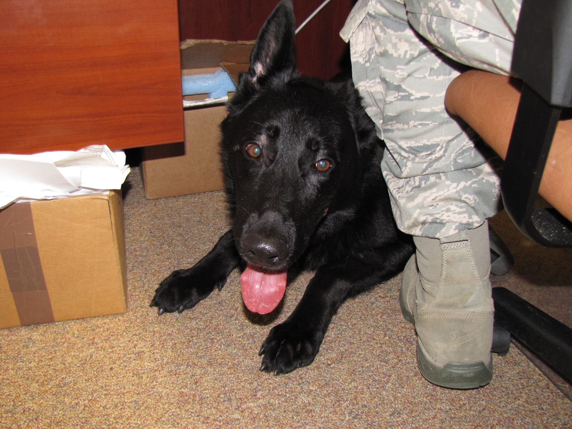 Back at the kennel at Maxwell Air Force Base, military working dog Blek, a 7-year-old German Sheppard, recuperates at the feet of Tech. Sgt. Ryan Veith, the 42nd Security Forces Squadron kennel master. Blek suffered permanent hearing loss as a result of the IED detonation and will be retired. (Courtesy photo)