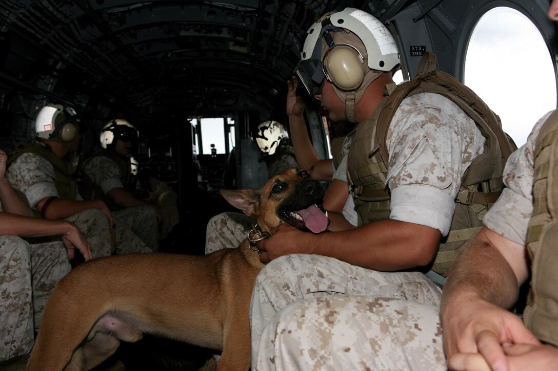 Members of Military Police Support Company, III Marine Expeditionary Force Headquarters Group, III MEF, calm their military working dogs as the CH-46 Sea Knight prepares to take flight during helicopter familiarization training Oct. 15.