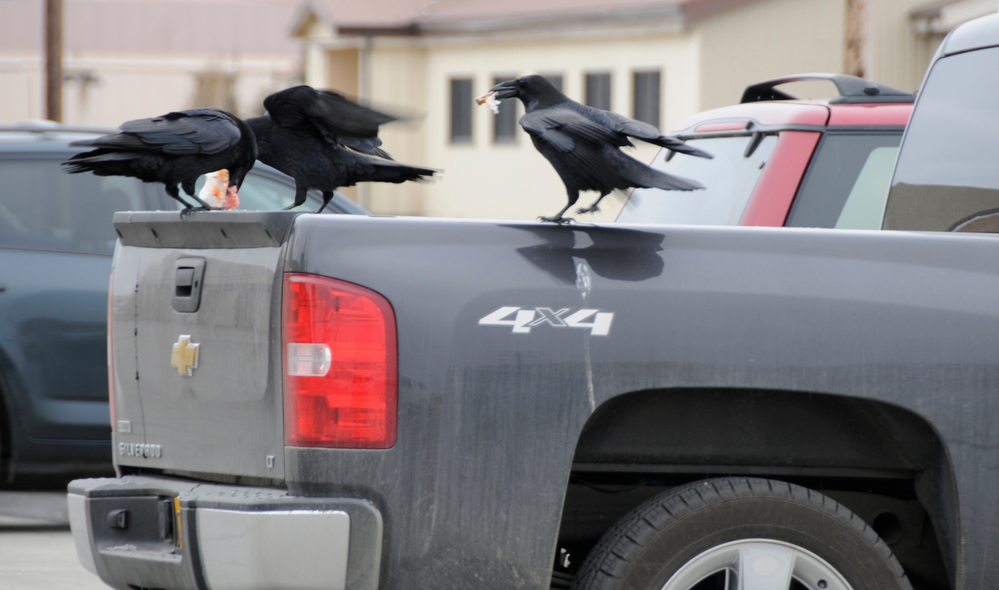 Ravens help themselves to garbage in the bed of a pickup truck Oct. 15, 2010, at Eielson Air Force Base, Alaska. Transporting and storing trash in proper receptacles mitigates wildlife rummaging through garbage. (U.S. Air Force photo by/Airman 1st Class Yash Rojas)